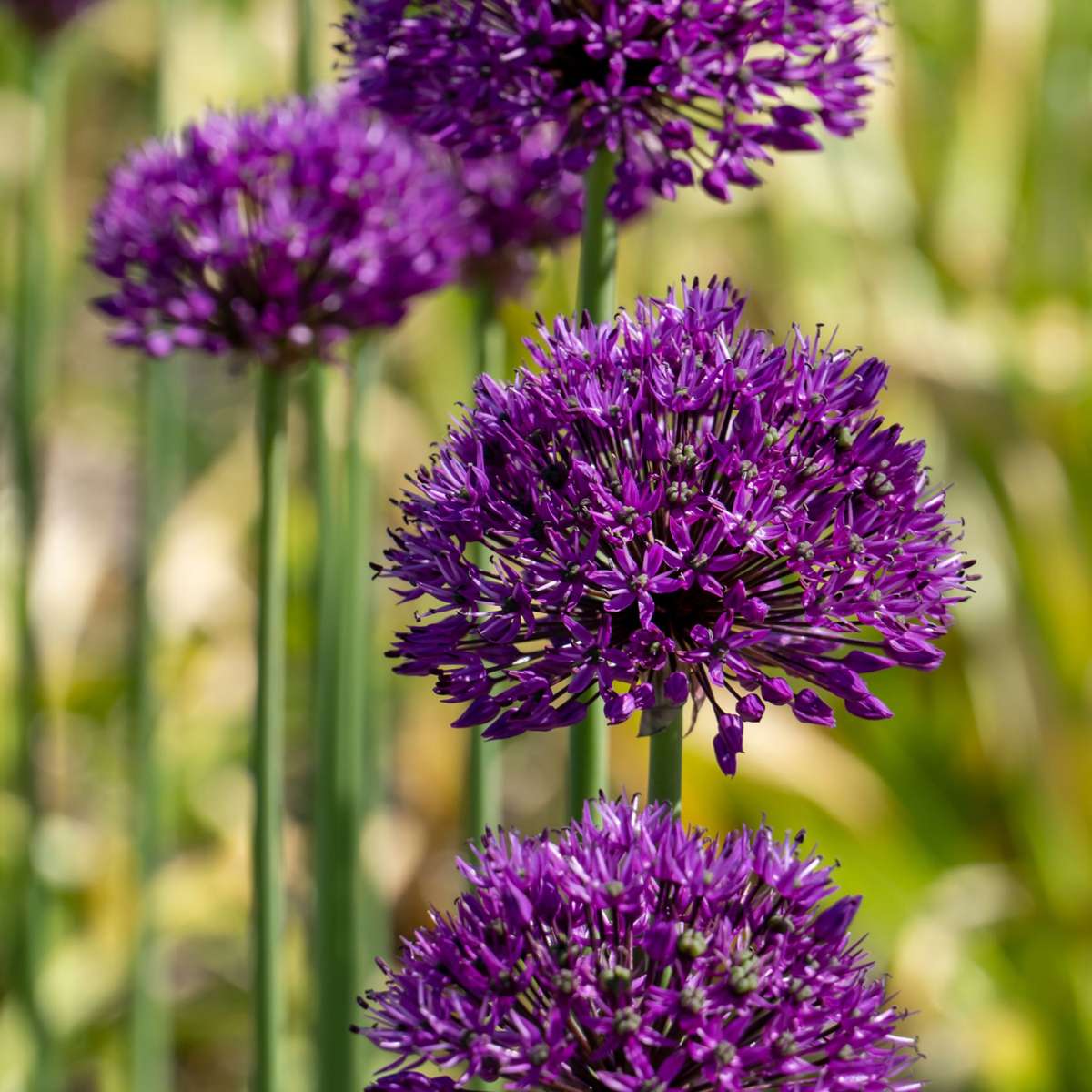 Bulb Mix Lycklig Fjäril - Set Om 40 - Allium, Nectaroscordum - Blomlökar - Flerfärgad