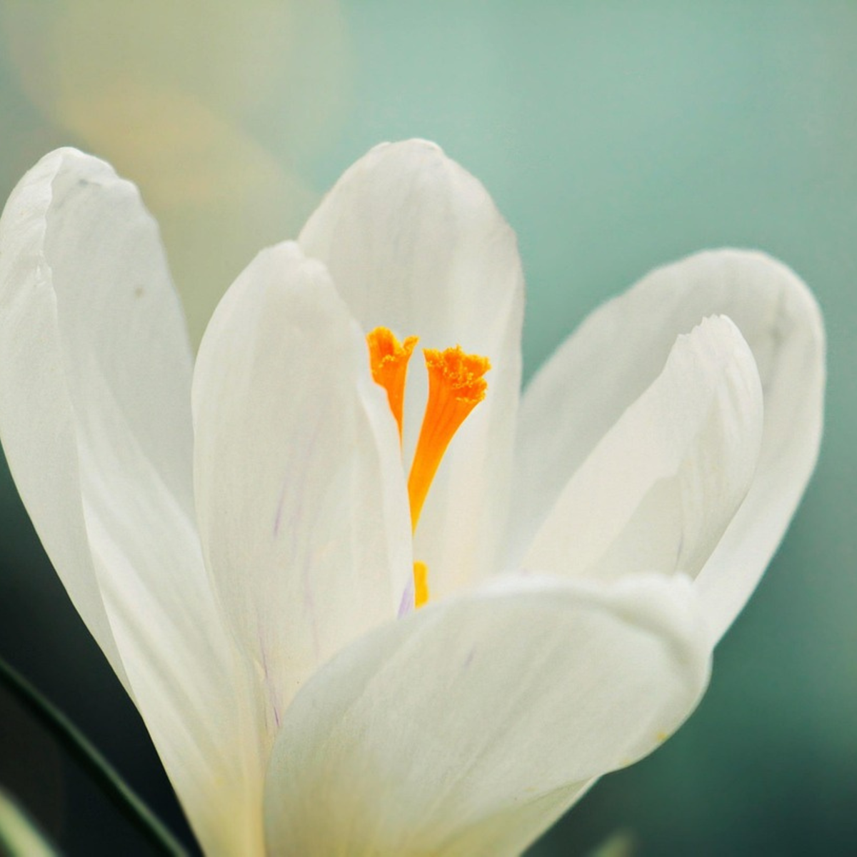 Crocus Krokuslökor - Set Om 30 - Crocus 'White' - Blomlökar - Vit