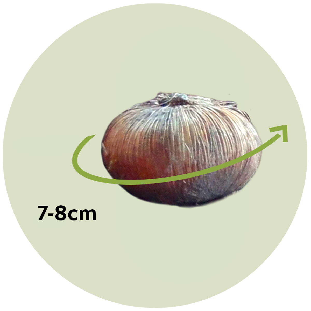 Crocus Krokuslökor - Set Om 30 - Crocus 'Pickwick' - Blomlökar - Purpur