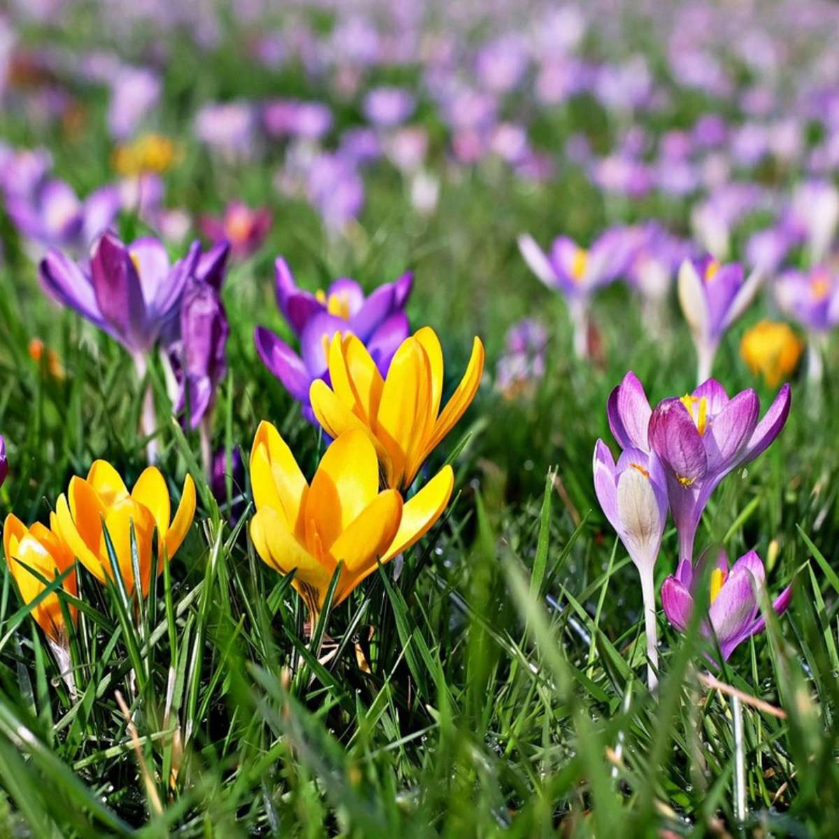 Crocus Krokuslökor - Set Om 30 - Crocus 'Large Flowering Mix' - Blomlökar - Flerfärgad