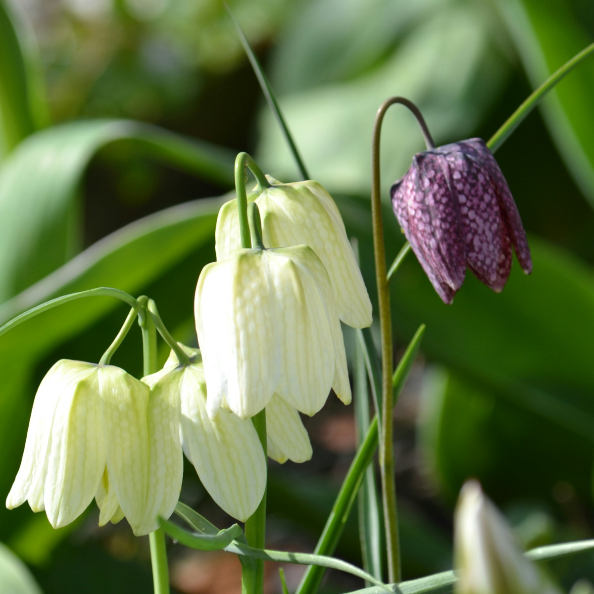 Fritillaria Kungsängslilja - Set Om 60 - Fritillaria 'Meleagris' - Blomlökar - Flerfärgad
