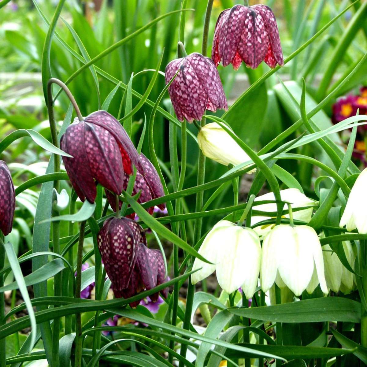 Fritillaria Kungsängslilja - Set Om 30 - Fritillaria 'Meleagris' - Blomlökar - Flerfärgad