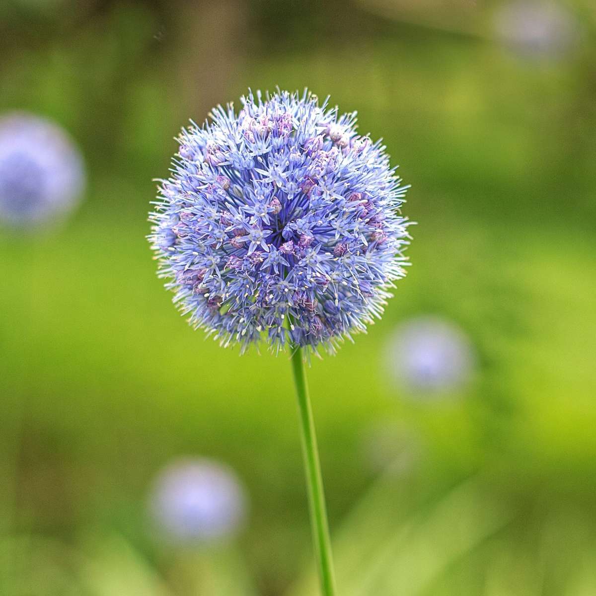 Allium Lökar - Set Om 80 - Allium 'Caeruleum' - Blomlökar - Blå