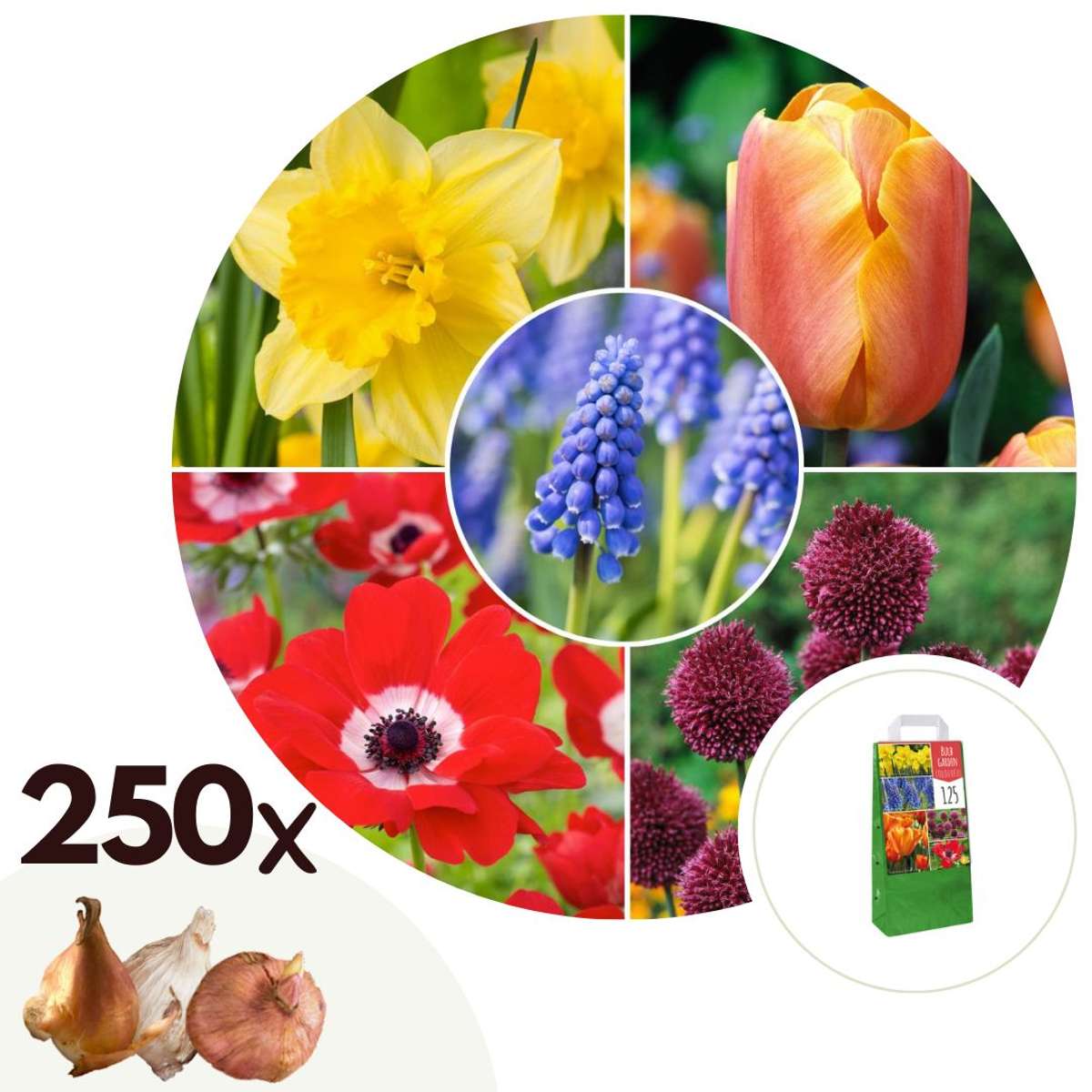 Florastore Blomlökpaket - Set Om 250 - Tulipa, Anem. Narcis. Allium, Muscari - Blomlökar