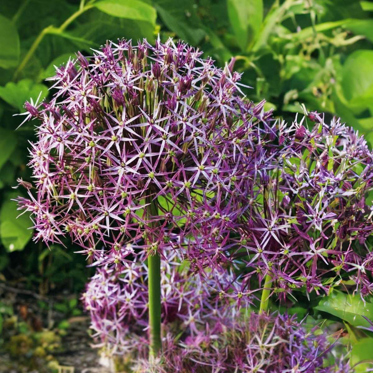 Allium Lökar - Set Om 30 - Allium 'Christophii' - Blomlökar - Purpur