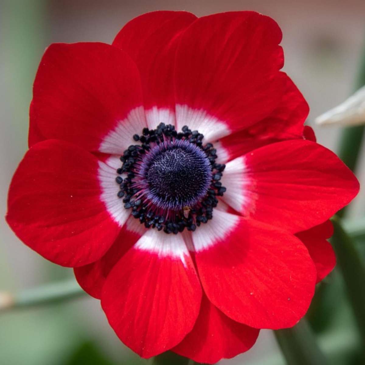 Bulb Mix Blomlökpaket - Set Om 125 - Tulipa, Anem. Narcis. Allium, Muscari - Blomlökar