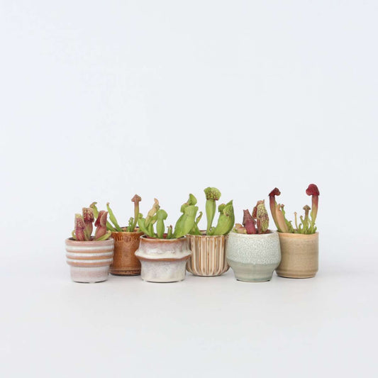 Florastore Flugtrumpet - Set Om 6 - Sarracenia Purpurea - Höjd 15-20Cm - ⌀5,5Cm