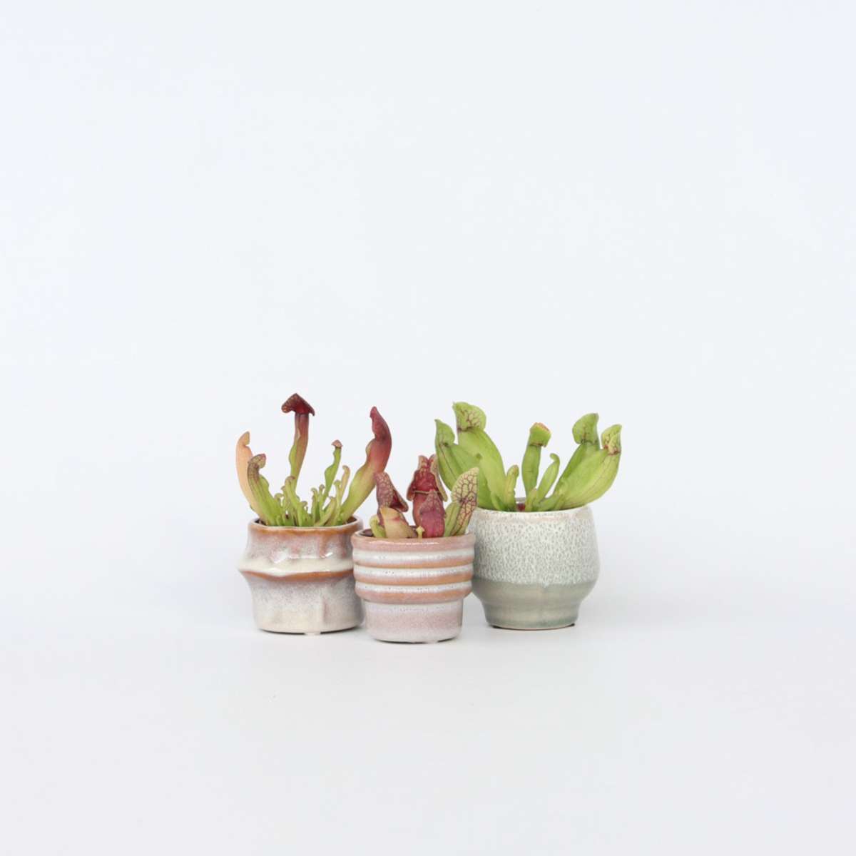 Florastore Flugtrumpet - Set Om 3 - Sarracenia Purpurea - Höjd 10Cm - ⌀5,5Cm
