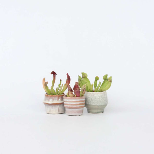 Florastore Flugtrumpet - Set Om 3 - Sarracenia Purpurea - Höjd 10Cm - ⌀5,5Cm