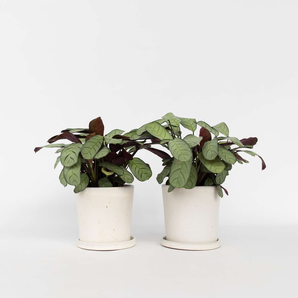 Florastore Fiskbensstenante - Set Om 2 - Ctenanthe Burle-Marxii - Höjd 25-35Cm - ⌀14Cm