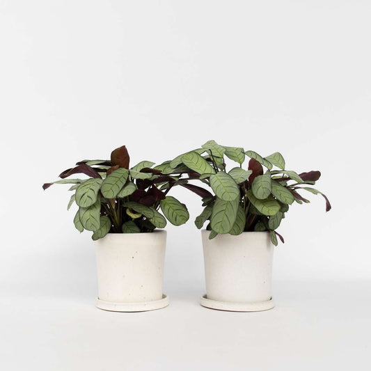 Florastore Fiskbensstenante - Set Om 2 - Ctenanthe Burle-Marxii - Höjd 25-35Cm - ⌀14Cm
