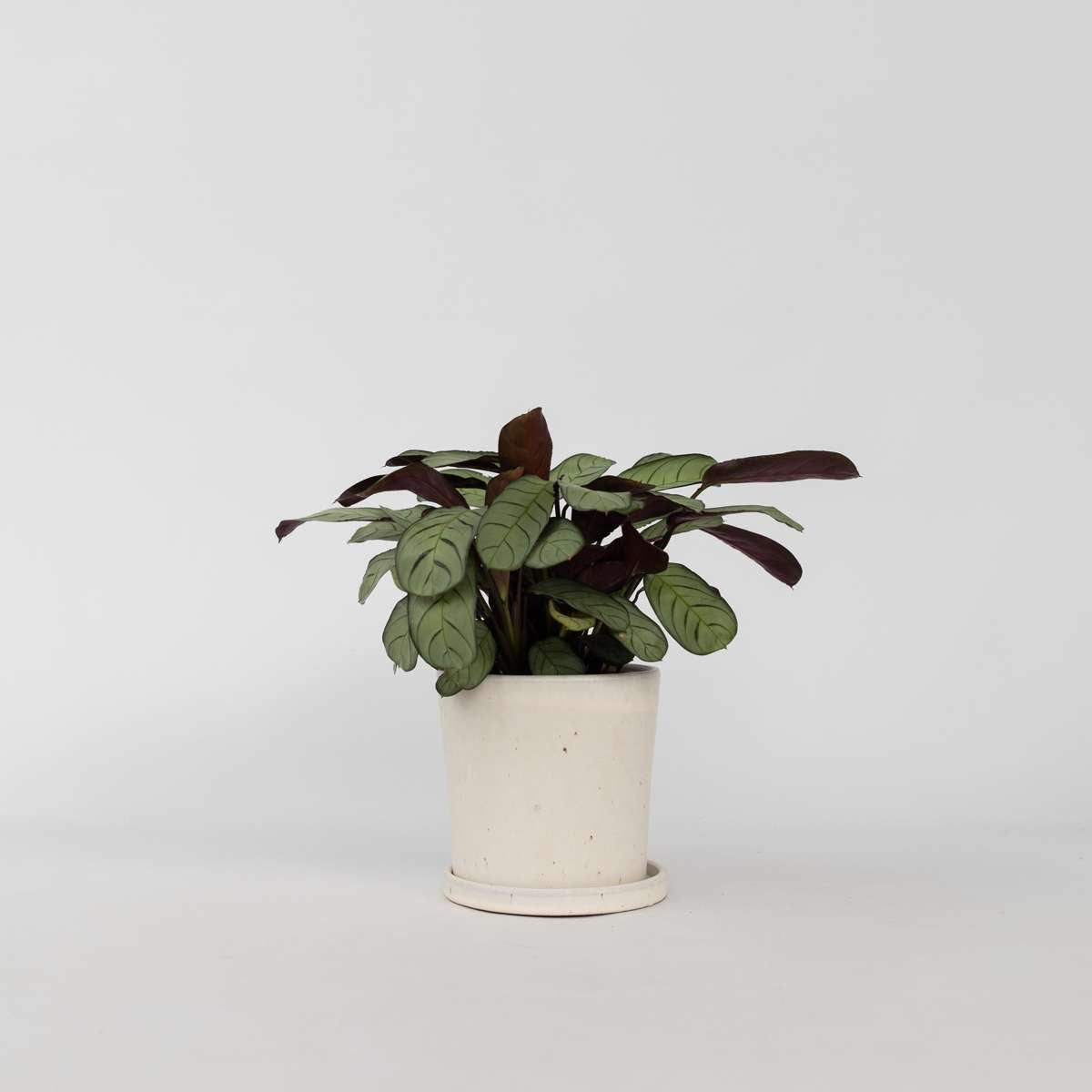 Florastore Fiskbensstenante - Ctenanthe Burle-Marxii 'Amagris' - Höjd 25-35Cm - ⌀14Cm
