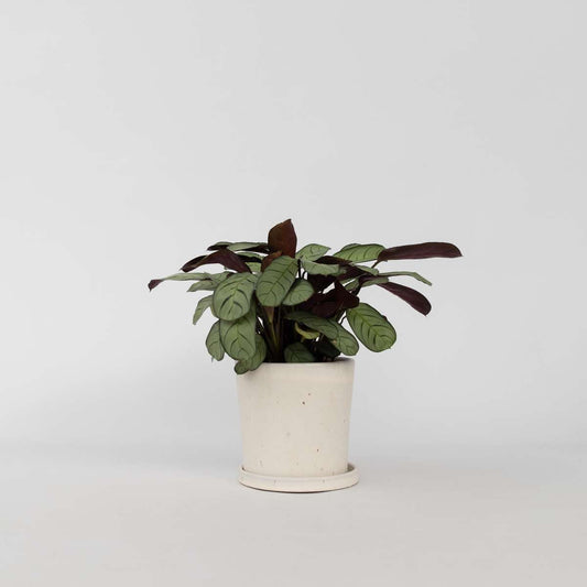 Florastore Fiskbensstenante - Ctenanthe Burle-Marxii 'Amagris' - Höjd 25-35Cm - ⌀14Cm