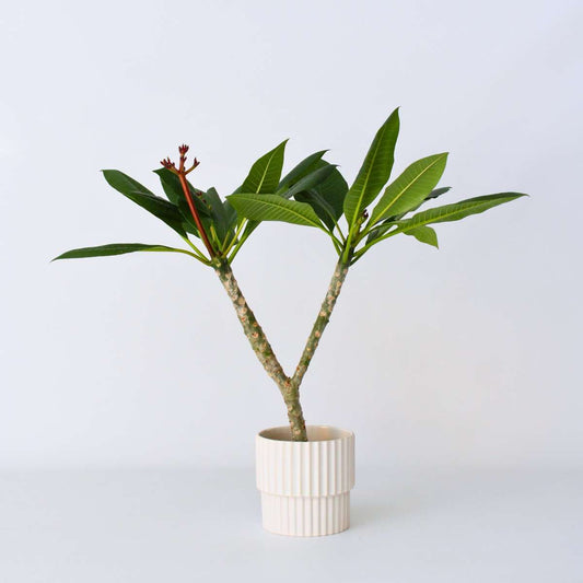 Florastore Hawaiiansk Frangipani - Plumeria Rubra 'Vit' - Höjd 55-70Cm - ⌀17Cm