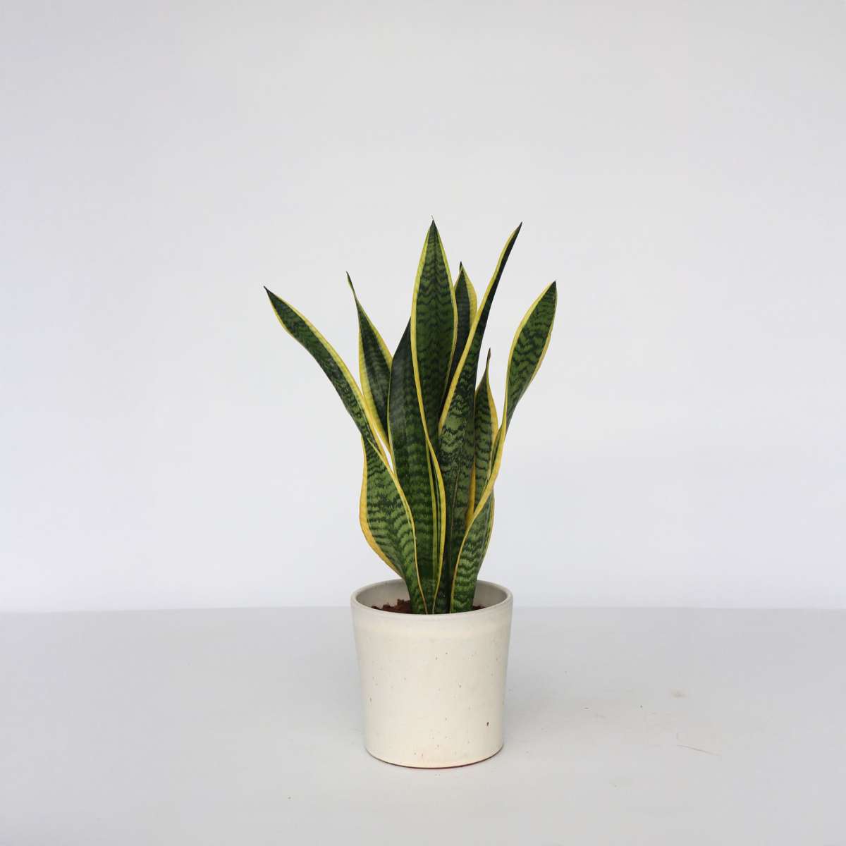 Florastore Svärmorstunga - Sansevieria Trifasciata Laurentii - Höjd 60-70Cm - ⌀17Cm
