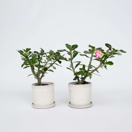 Florastore Ökenros - Set Om 2 - Adenium Obesum - Höjd 30-45Cm - ⌀13Cm