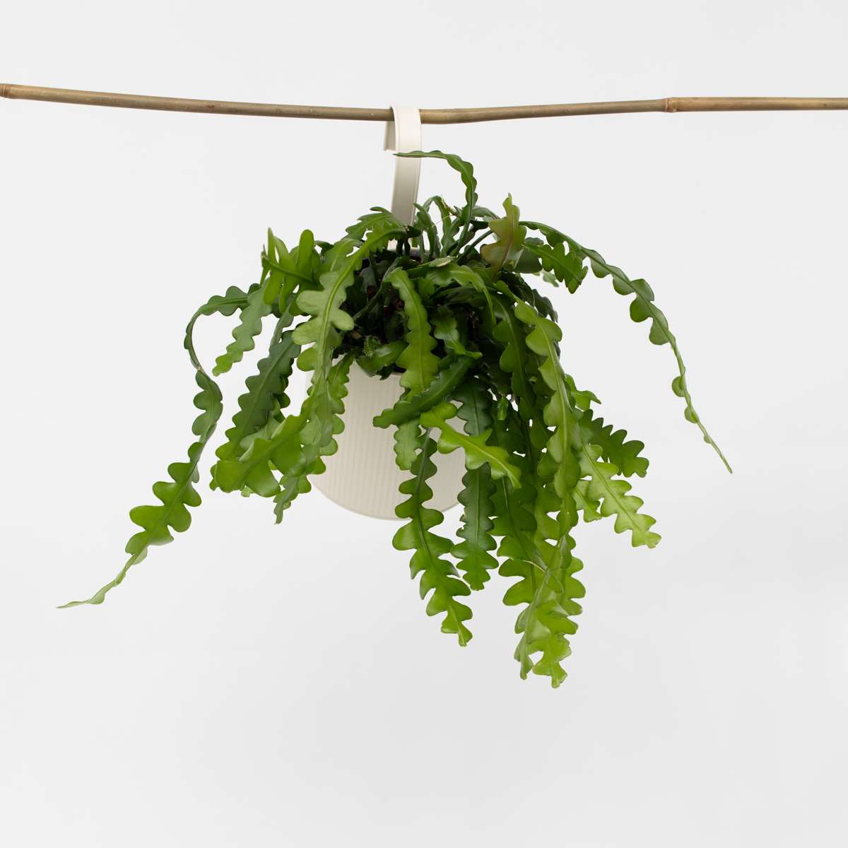 Florastore Fiskben Kaktus - Epiphyllum 'Anguliger' - Höjd 30-40Cm - ⌀15Cm
