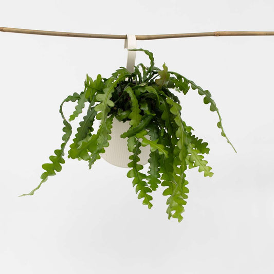 Florastore Fiskben Kaktus - Epiphyllum 'Anguliger' - Höjd 30-40Cm - ⌀15Cm