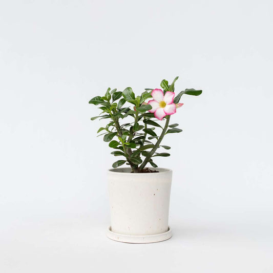 Florastore Ökenros - Adenium Obesum 'Pink Star' - Höjd 30-45Cm - ⌀13Cm