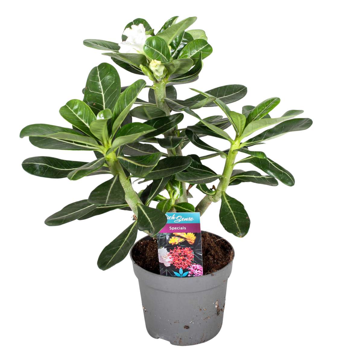 Florastore Ökenros - Adenium Obesum - Höjd 30-40Cm - ⌀13Cm