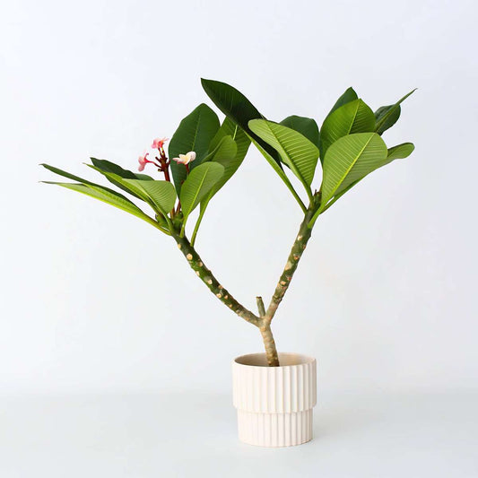 Florastore Hawaiiansk Frangipani - Plumeria Rubra 'Rosa' - Höjd 55-70Cm - ⌀17Cm