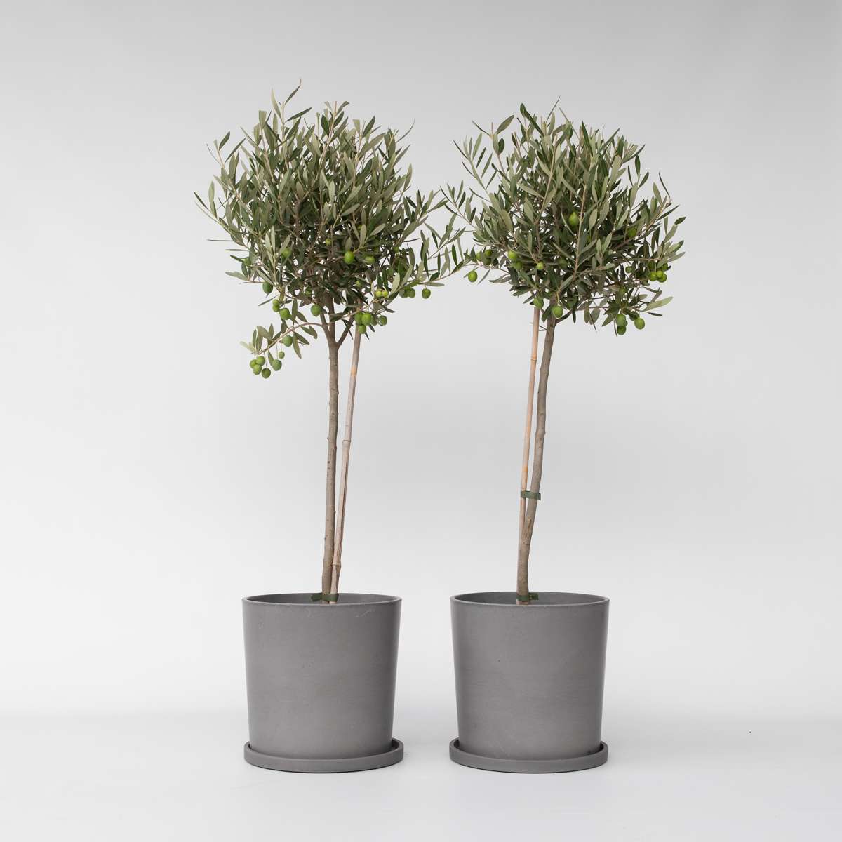 Florastore Olivträd - Set Om 2 - Olea Europaea - Höjd 80-90Cm - ⌀19Cm
