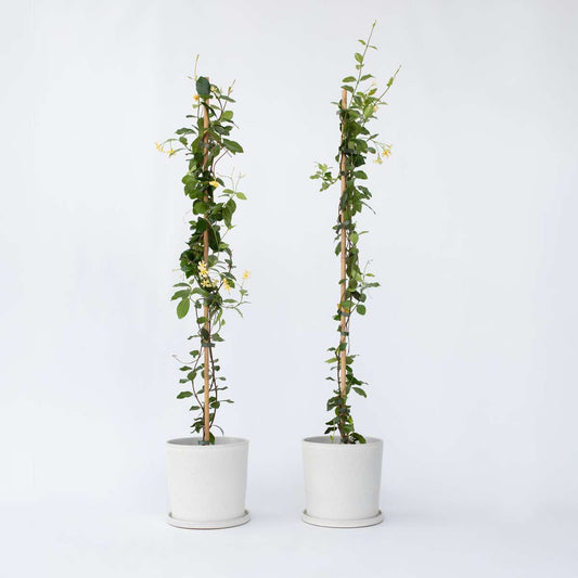 Florastore Jasmin - Set Om 2 - Trachelospermum Jasminoides - Höjd 110-120Cm - ⌀17Cm