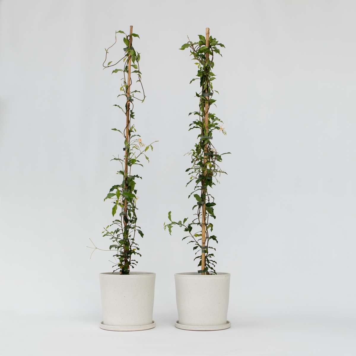 Florastore Jasmin - Set Om 2 - Trachelospermum Jasminoides - Höjd 110-120Cm - ⌀17Cm
