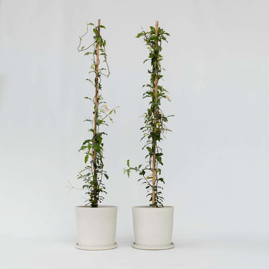 Florastore Jasmin - Set Om 2 - Trachelospermum Jasminoides - Höjd 110-120Cm - ⌀17Cm
