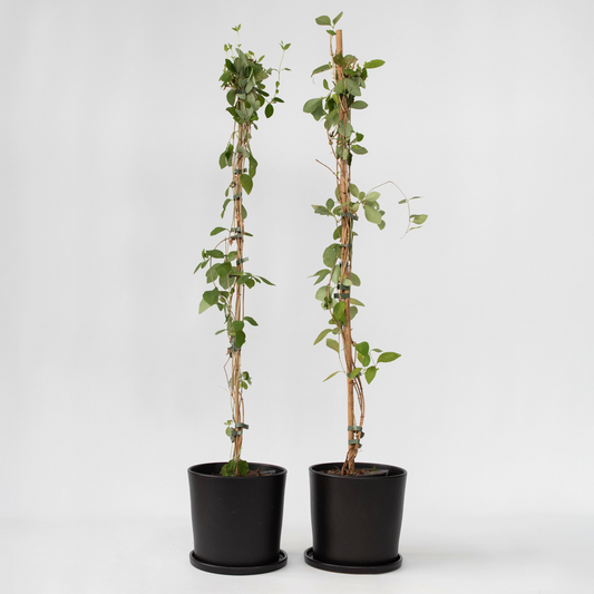 Florastore Kaprifol - Set Om 2 - Lonicera X Heckrotti - Höjd 110-120Cm - ⌀17Cm