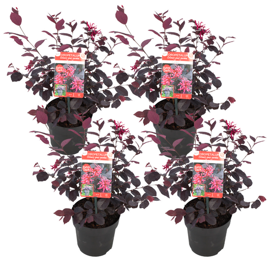 Florastore Fransträd - Set Om 4 - Loropetalum 'Ever Red' - Höjd 25-35Cm - ⌀13Cm