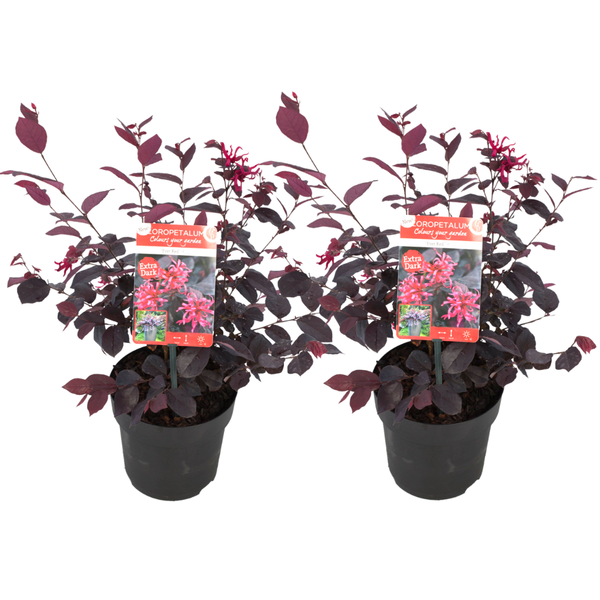 Florastore Fransträd - Set Om 2 - Loropetalum 'Ever Red' - Höjd 25-35Cm - ⌀13Cm