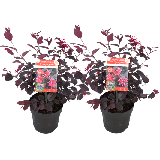 Florastore Fransträd - Set Om 2 - Loropetalum 'Ever Red' - Höjd 25-35Cm - ⌀13Cm