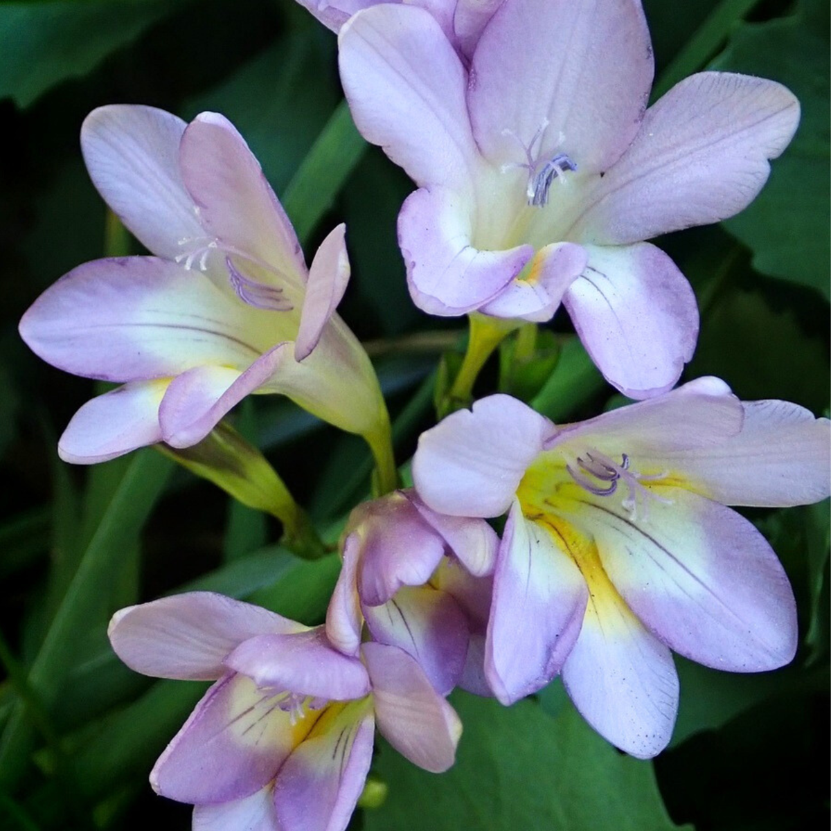 Other Types Of Flower Bulbs Gladioluslökar - Set Om 125 - Bulbs From Holland - Blomlökar - Blå