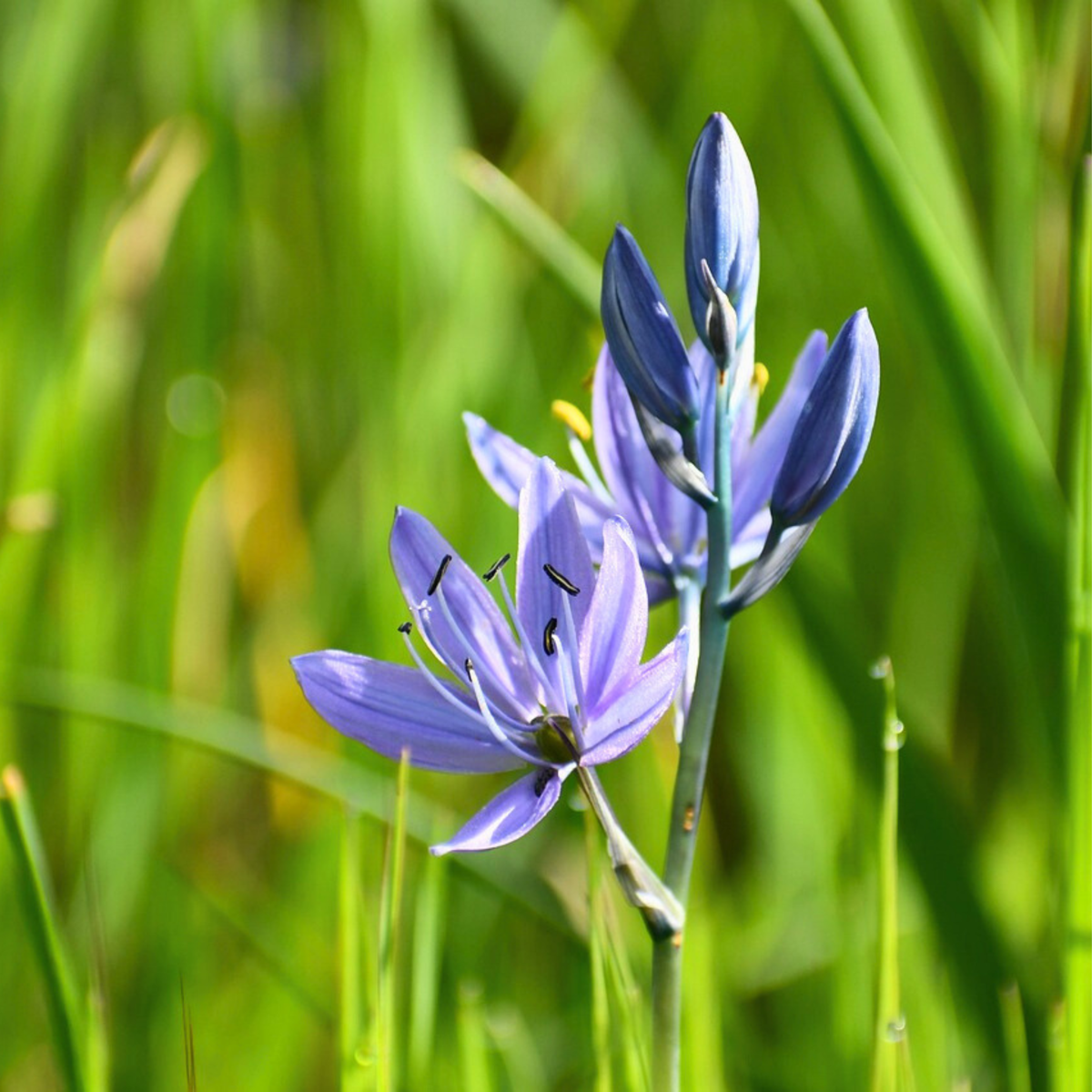 Other Types Of Flower Bulbs Lök Trädgård Blå - Set Om 125 - Bulb Garden Vj Blue - Blomlökar - Blå