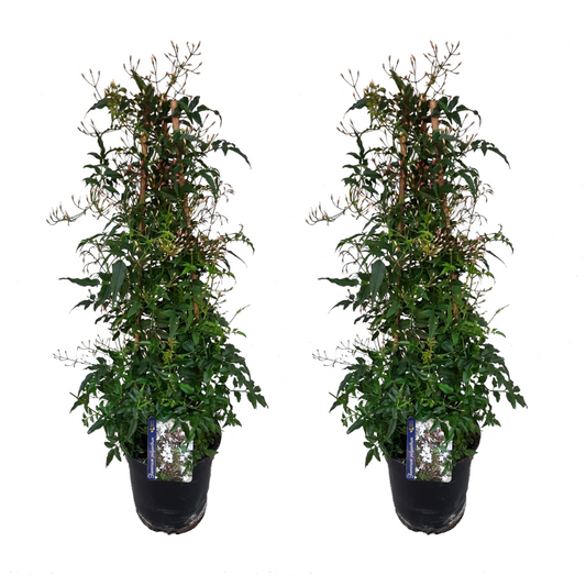 Florastore Jasmin - Set Om 2 - Jasminum Polyanthum - Höjd 60-70Cm - ⌀17Cm