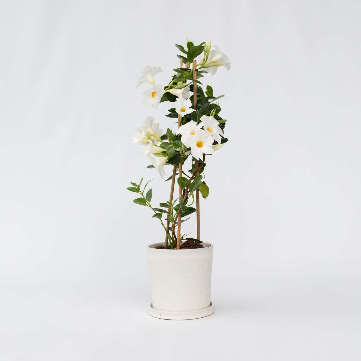 Florastore Bägarranka - Mandeville 'Rio White' - Höjd 60-70Cm - ⌀17Cm