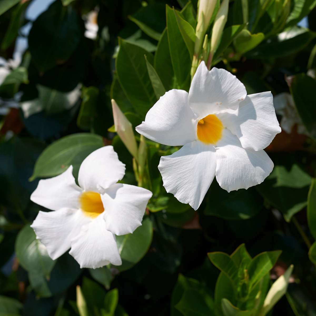 Other Garden Plants Bägarranka - Mandeville 'Rio White' - Höjd 60-70Cm - ⌀17Cm