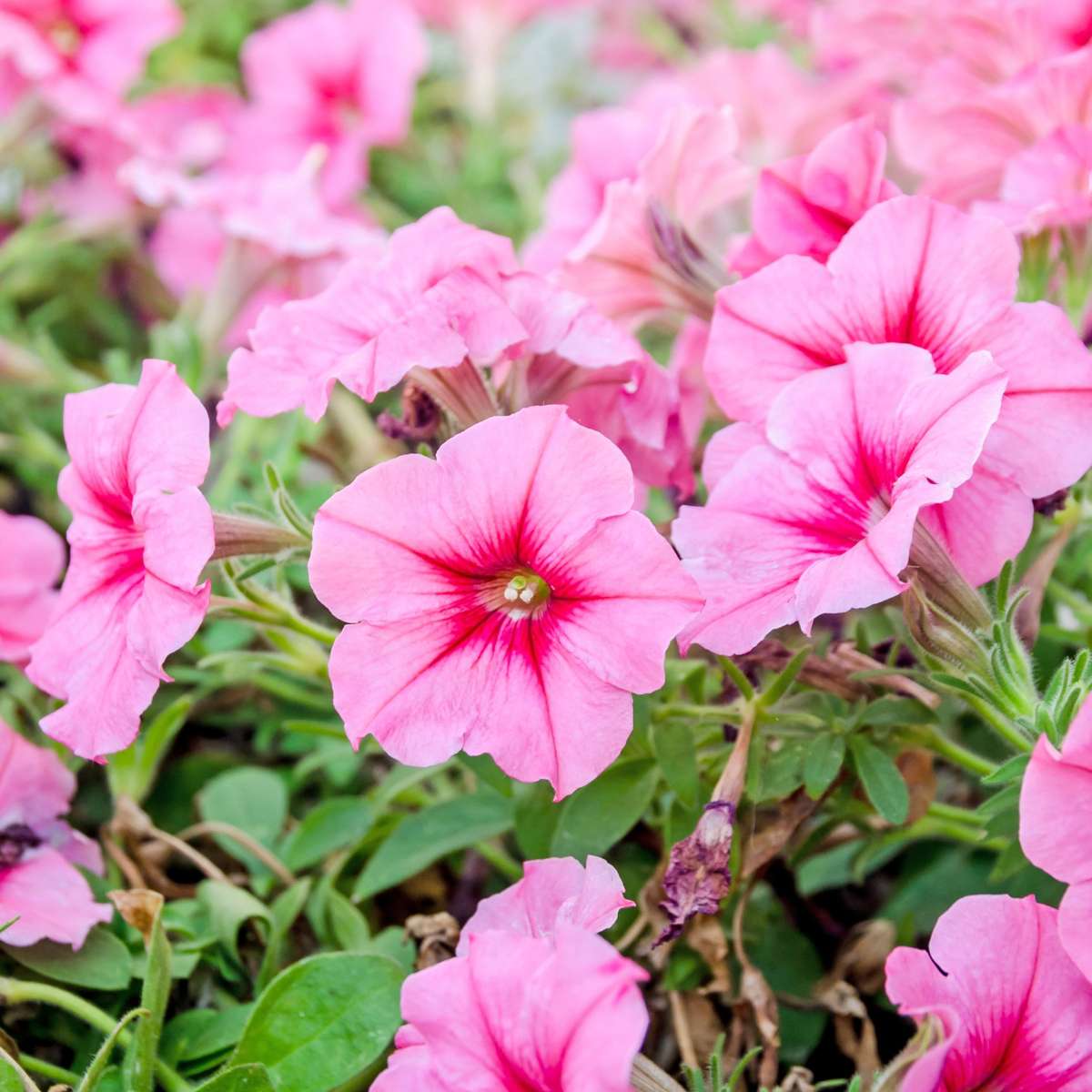 Other Garden Plants Bägarranka - Mandeville 'Rio Hot Pink' - Höjd 60-70Cm - ⌀17Cm