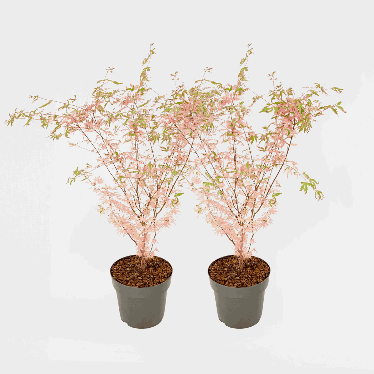 Florastore Japansk Lönn - Set Om 2 - Acer Palmatum 'Taylor' - Höjd 50-60Cm - ⌀19Cm