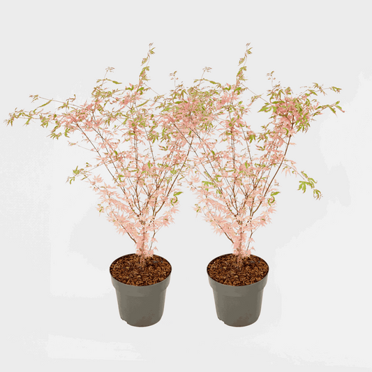 Florastore Japansk Lönn - Set Om 2 - Acer Palmatum 'Taylor' - Höjd 50-60Cm - ⌀19Cm
