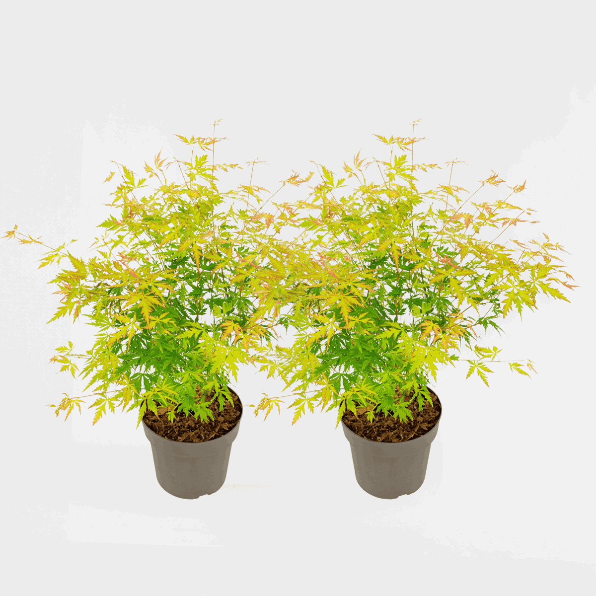 Florastore Japansk Lönn - Set Om 2 - Acer Palmatum 'Orange Lace' - Höjd 60-70Cm - ⌀19Cm