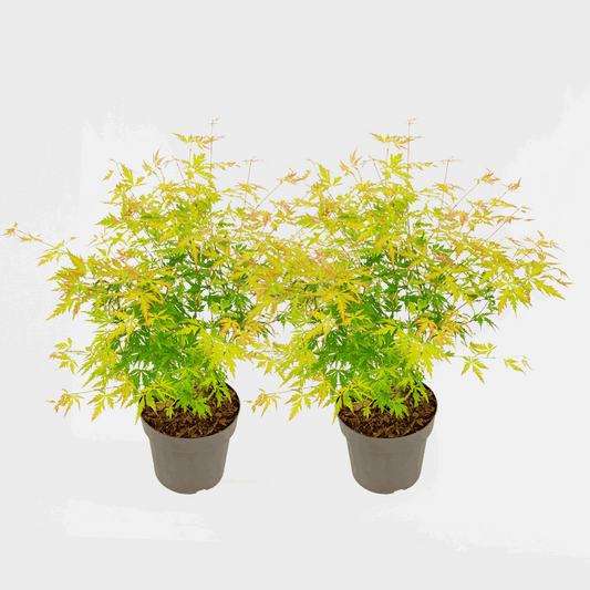 Florastore Japansk Lönn - Set Om 2 - Acer Palmatum 'Orange Lace' - Höjd 60-70Cm - ⌀19Cm