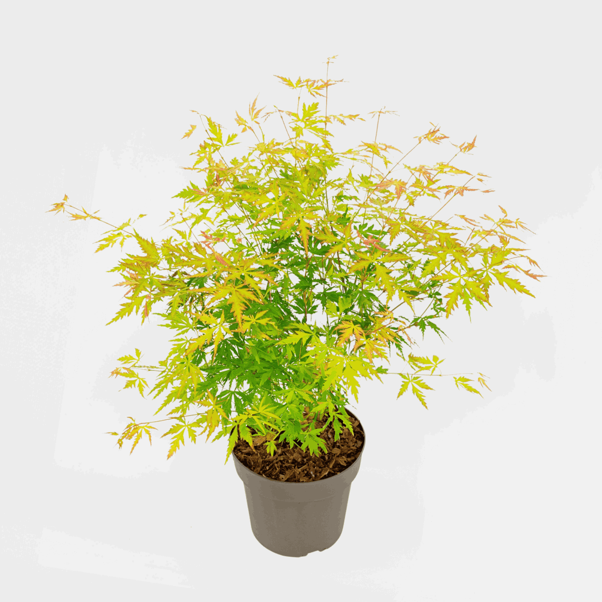 Florastore Japansk Lönn - Acer Palmatum 'Orange Lace' - Höjd 60-70Cm - ⌀19Cm