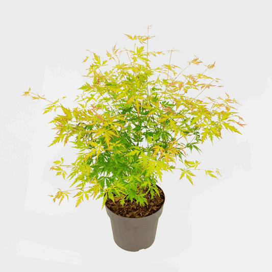 Florastore Japansk Lönn - Acer Palmatum 'Orange Lace' - Höjd 60-70Cm - ⌀19Cm