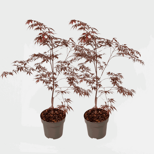 Florastore Japansk Lönn - Set Om 2 - Acer Palmatum 'Black Lace' - Höjd 60-70Cm - ⌀19Cm