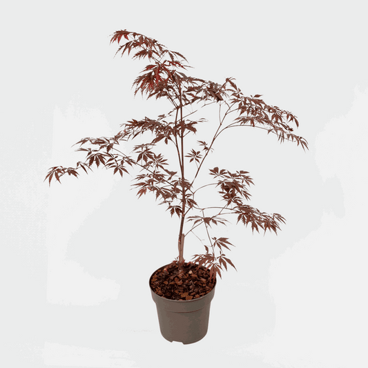 Florastore Japansk Lönn - Acer Palmatum 'Black Lace' - Höjd 60-70Cm - ⌀19Cm