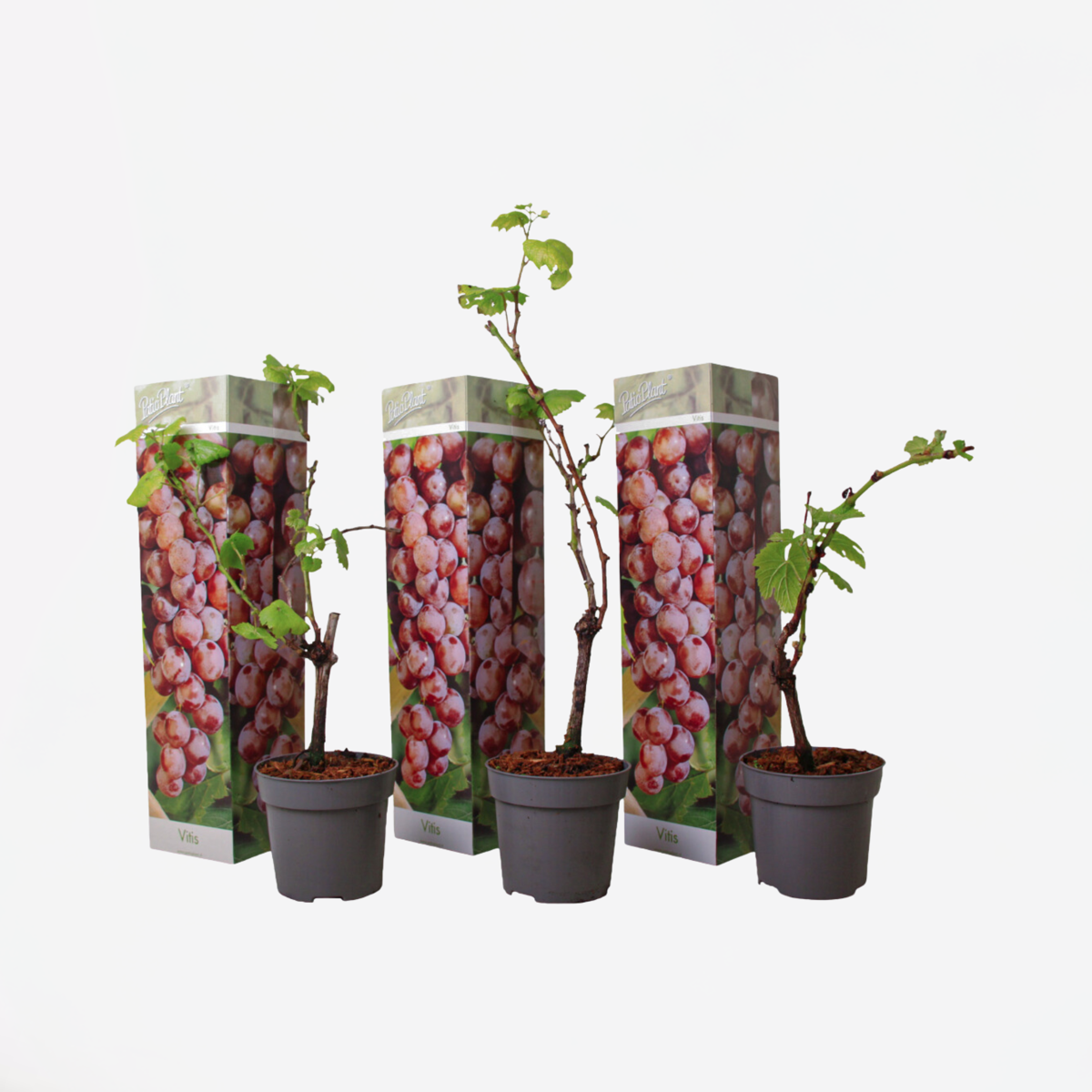 Florastore Druvväxt - Set Om 3 - Vitis Vinifera 'Pinot Gris' - Höjd 25-40Cm - ⌀9Cm