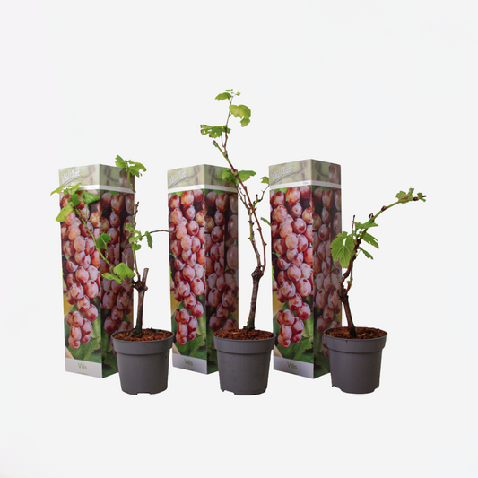 Florastore Druvväxt - Set Om 3 - Vitis Vinifera 'Pinot Gris' - Höjd 25-40Cm - ⌀9Cm