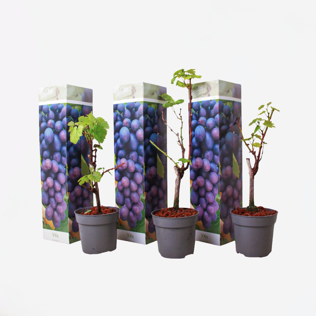Florastore Druvväxt - Set Om 3 - Vitis Vinifera 'Cabernet Franc' - Höjd 25-40Cm - ⌀9Cm